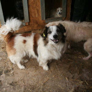 JANOSCH - reserviert IH DR (13.04.) - vermittelt