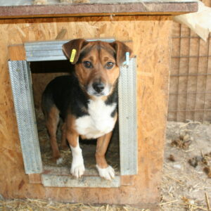 LITTLE JOE - RBB 03/23