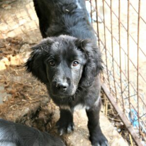 XANADU - reserviert Tierhilfe Lebenswert DR (24.04.) - vermittelt