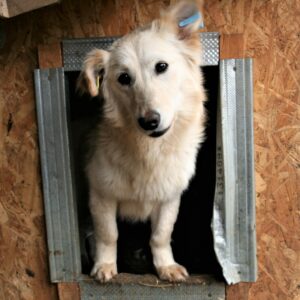 IZZY - reserviert Tierhilfe Lebenswert DR (18.04.) - vermittelt