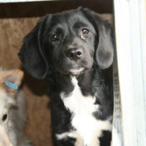 BLUMA - sollte baldmöglichst ausreisen - reserviert Tierhilfe Lebenswert DR (24.04.) - vermittelt