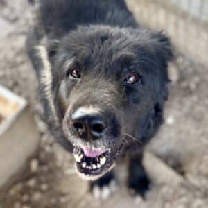 SUNA (♀) - abgeschnittene Ohren