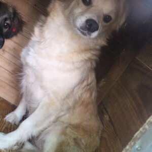 FJOLLA - RBB 29.10.2022