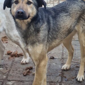 ALEX - vermisst 11/24