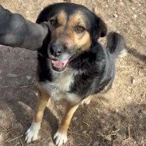 ORAYA (♀) - seit 2021 im Shelter - ausgereist zur Tierhilfe Lebenswert DR 19.09.25