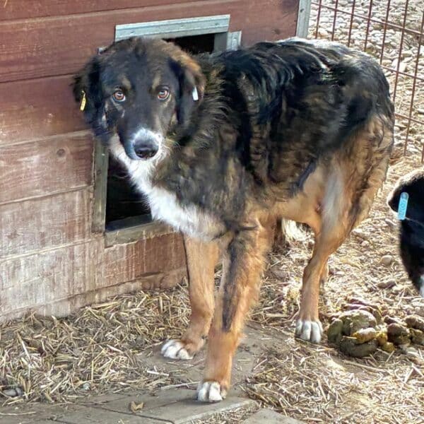 JARVIS (♂) – Bild 2