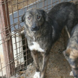 TILLY - reserviert Tierhilfe Lebenswert DR (10.08.) - vermittelt