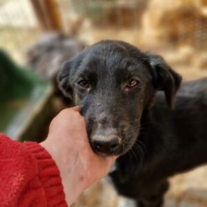 JELLA - reserviert TST Europa vermittelt