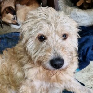 MIKESCH - braucht dringend Physiotherapie - reserviert Tierhilfe Lebenswert DR (01.06.) - vermittelt