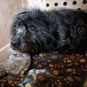 SIMA - reserviert Tierhilfe Lebenswert DR (23.04.) - vermittelt