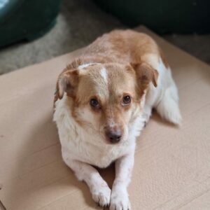 JOYA - reserviert Tierhilfe Lebenswert DR (12.09.) - vermittelt