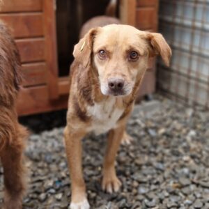 KEKS (♂) - Notfall: wird gemobbt - ausgereist zur Tierhilfe Lebenswert