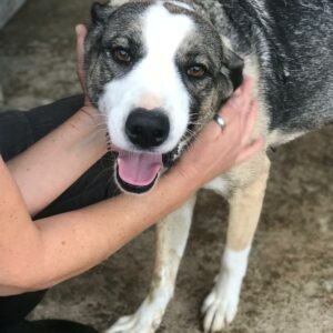 MAVEJA - auf Pflegestelle in PLZ 46 - vermittelt