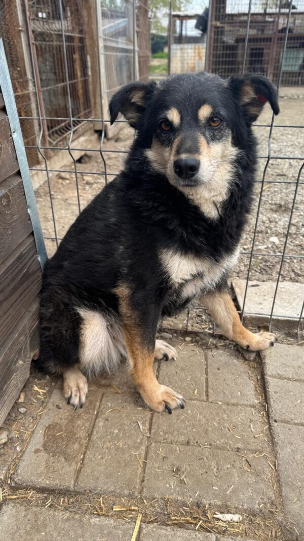 MALUHA (♀) – Bild 2