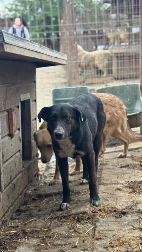 HENRIETTA (♀) – Bild 3