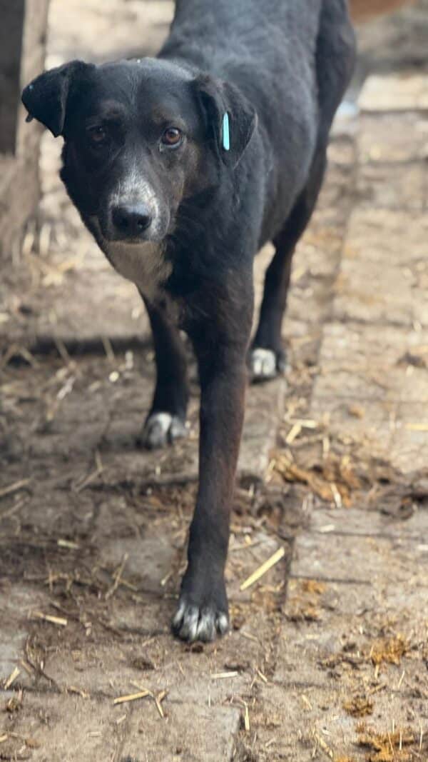 HENRIETTA (♀) – Bild 2