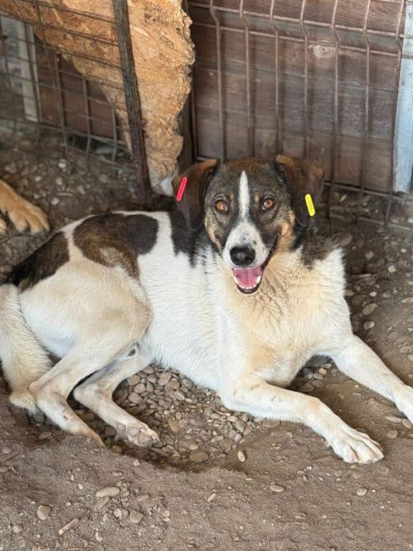 HUDSON (♂) – Bild 3