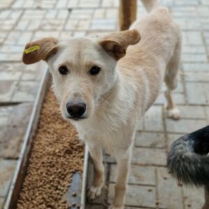 FINNIGAN - vermisst 11/24