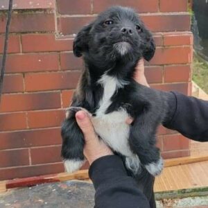 ROSALIE - reserviert Tierhilfe Lebenswert DR (08.04.) - vermittelt