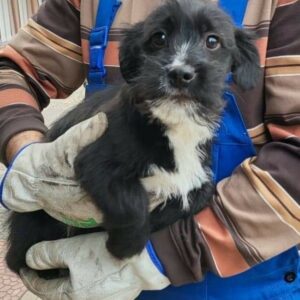 PEDRO - reserviert Tierhilfe Lebenswert DR (08.04.) - vermittelt