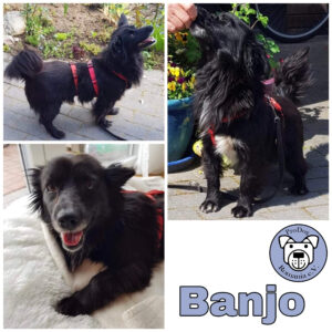 Banjo in 23715 Bosau *vermittelt*