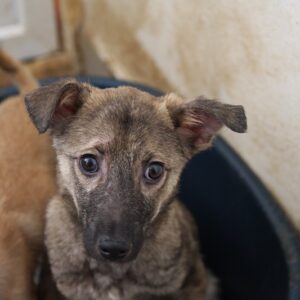 VITO - reserviert Tierhilfe Lebenswert DR (10.05.) - vermittelt