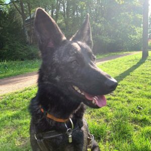 Suki (Joyce) in 22337 Hamburg * vermittelt*