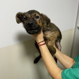 EMILIO - reserviert Tierhilfe Lebenswert DR (06.07.) - vermittelt