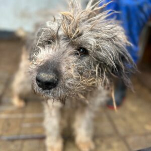 BÄRLI - Oldie med. Notfall - reserviert TH Gifhorn vermittelt