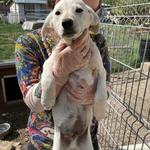 ICE - auf Pflegestelle in PLZ 5 vermittelt