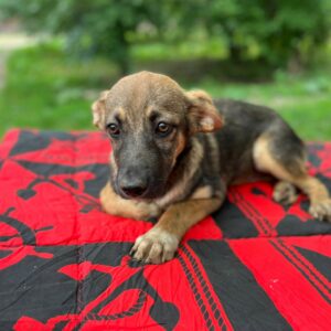 IVY - reserviert JW vermittelt