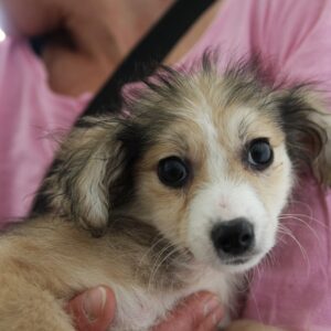 PAVEL - sollte schnellstmöglich ausreisen – reserviert Tierhilfe Lebenswert DR (23.05.) - vermittelt