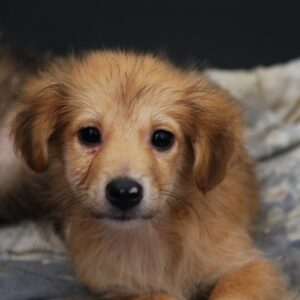 PEER - sollte schnellstmöglich ausreisen - reserviert Tierhilfe Lebenswert DR (23.05.) - vermittelt