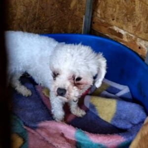 HETTIE - reserviert Tierhilfe Lebenswert DR - vermittelt