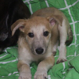 CRISPIN - auf Pflegestelle in PLZ 1 vermittelt