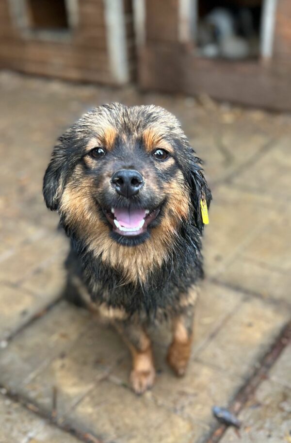 SOOKIE - reserviert Silke vermittelt