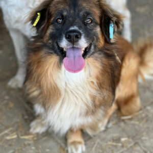 SÖREN - reserviert Hundeleben retten vermittelt