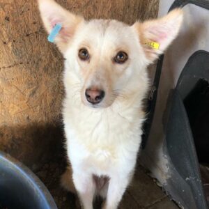 YUMI - reserviert IH DR (16.08.) - vermittelt