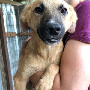 LILIBET - Sollte zeitnah ausreisen! - reserviert Tierhilfe Lebenswert DR (14.07.) - vermittelt