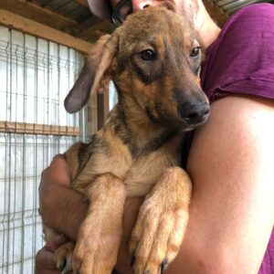 BRINJA - reserviert TH Koblenz vermittelt