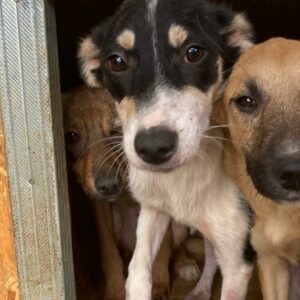 MARITA - reserviert Tierhilfe Lebenswert DR (15.08.) - vermittelt