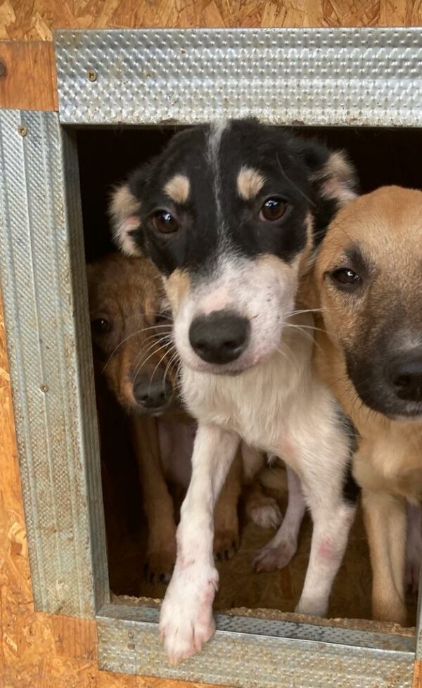 MARITA - reserviert Tierhilfe Lebenswert DR (15.08.) - vermittelt