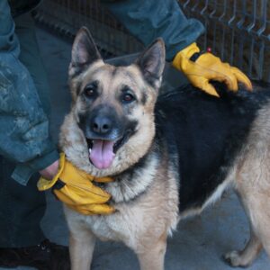 EVOLI - reserviert KM vermittelt