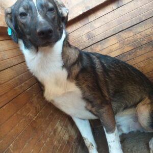 KNUT - vermisst 04/2023