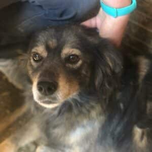 DANIELLE - seelischer Notfall - MfTL / CP - vermittelt