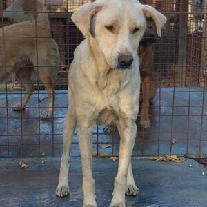 JANKELE - sehr dünn - reserviert Tierhilfe Lebenswert - vermittelt