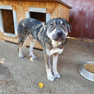 MICKI - mehrere Bisswunden - reserviert Manuela vermittelt