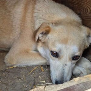 LUDGER (♂) - seelischer Notfall - schon lange vollkommen resigniert, apathisch - vermittelt NadineH