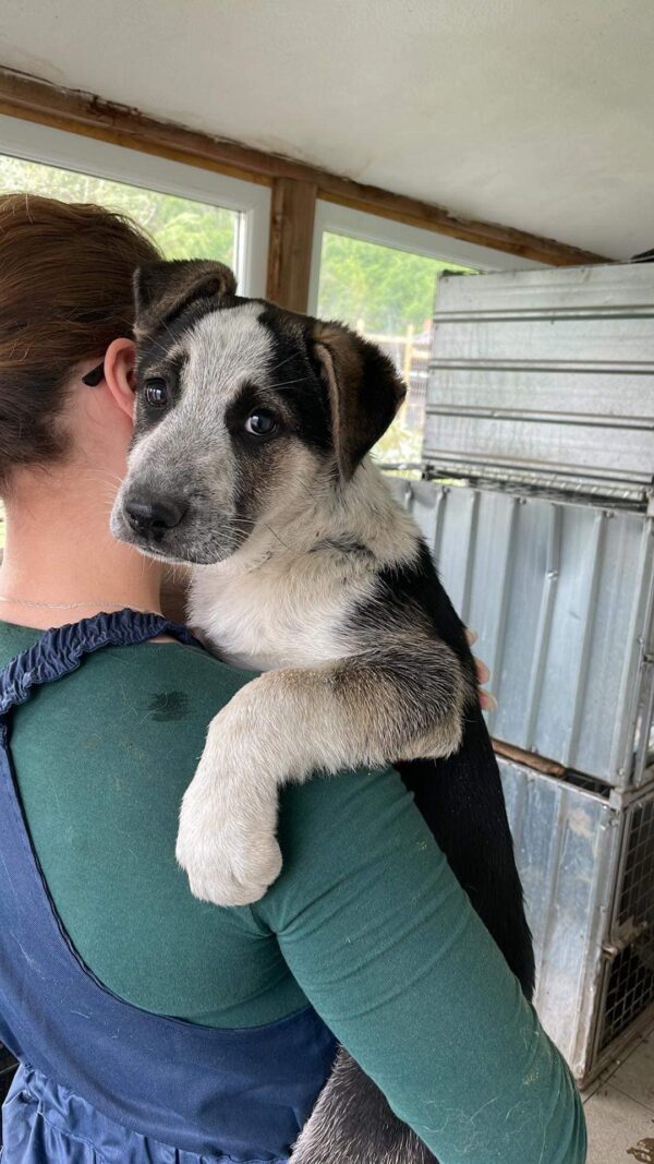 BETTIE - auf Pflegestelle in PLZ 6 vermittelt