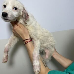 SUN - reserviert Tierhilfe Lebenswert DR (27.06.) - vermittelt